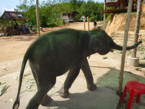 Baby Elephant Popeye
