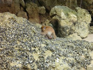 A short-tailed Macaque we saw searching for sea food on the beach from our kayak