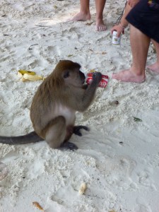 A long-tailed macaque I saw being fed Coke by  ignorant tourists