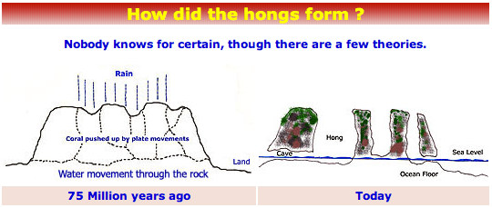 How Hongs were formed