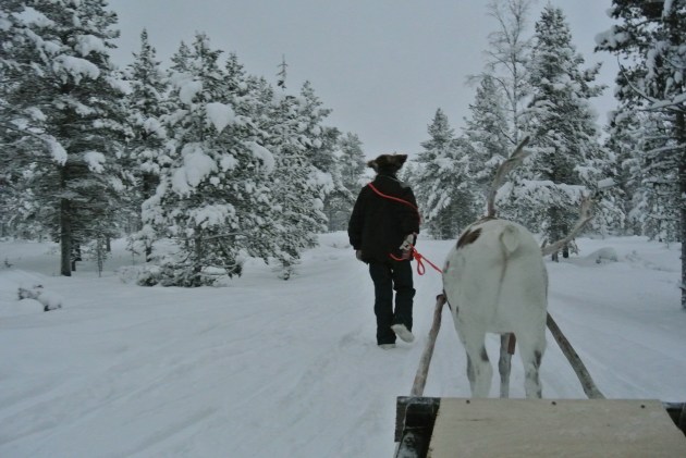 During our Reindeer Sleihg Ride