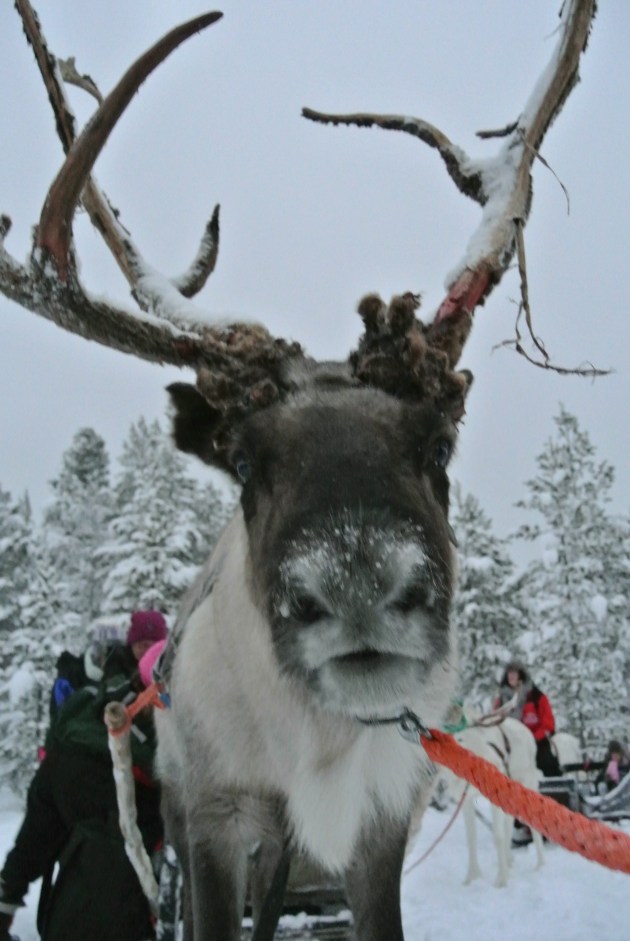 One of the Reindeer. I love this picture.