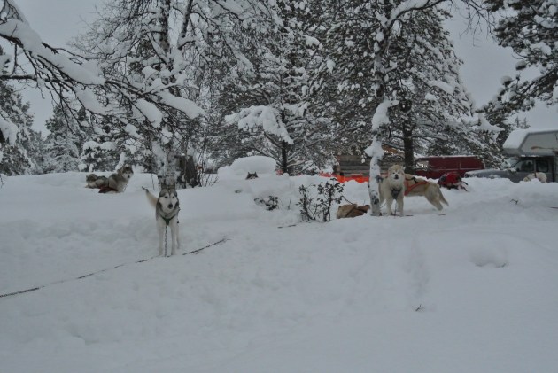 Resting Huskies calling and woofing to one another-they clearly love their life!