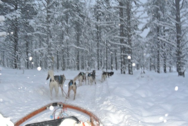 Our view during the husky ride