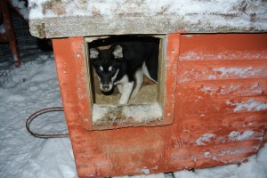Husky Puppy Kennel