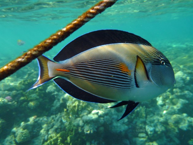 This fish was eating vegetation off the rope pictured