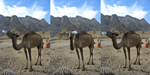 Oscar the Camel, Chugging on a water bottle